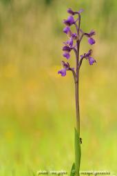 Macro Flora 01