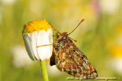 MACRO FOTOGRAFÍA