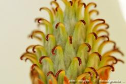 Macro Flora 02