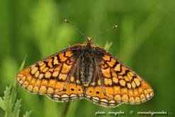 Macro Fauna 01