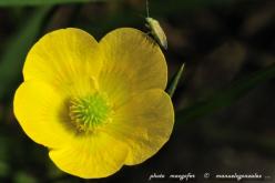 Naturaleza Macro