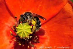 Macro Fauna 02