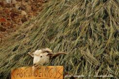 Astorga Astures y Romanos 05