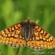 Imagen 9 de la galería de Macro Fauna 01