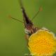 Imagen 3 de la galería de Macro Fauna 01