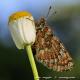 Imagen 7 de la galería de Macro Fauna 01