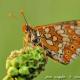 Imagen 2 de la galería de Macro Fauna 01