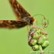 Imagen 8 de la galería de Macro Fauna 01