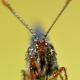 Imagen 5 de la galería de Macro Fauna 01