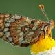 Imagen 4 de la galería de Macro Fauna 01