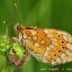 Imagen 6 de la galería de Macro Fauna 01