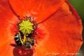 Imagen 7 de la galería de Macro Fauna 02