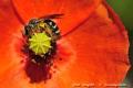Imagen 5 de la galería de Macro Fauna 02