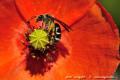 Imagen 3 de la galería de Macro Fauna 02