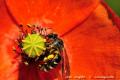 Imagen 6 de la galería de Macro Fauna 02