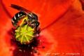 Imagen 4 de la galería de Macro Fauna 02