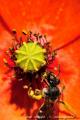 Imagen 1 de la galería de Macro Fauna 02