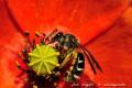 Imagen 8 de la galería de Macro Fauna 02