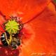 Imagen 7 de la galería de Macro Fauna 02