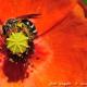 Imagen 5 de la galería de Macro Fauna 02