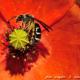 Imagen 3 de la galería de Macro Fauna 02