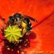 Imagen 2 de la galería de Macro Fauna 02