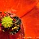 Imagen 6 de la galería de Macro Fauna 02