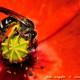 Imagen 4 de la galería de Macro Fauna 02