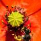 Imagen 1 de la galería de Macro Fauna 02