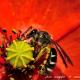 Imagen 8 de la galería de Macro Fauna 02