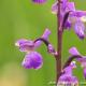 Imagen 8 de la galería de Macro Flora 01