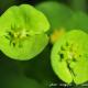 Imagen 4 de la galería de Macro Flora 01