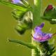 Imagen 9 de la galería de Macro Flora 01