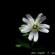 Imagen 3 de la galería de Macro Flora 01