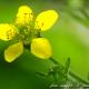 Imagen 7 de la galería de Macro Flora 01