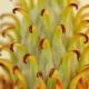 Imagen 6 de la galería de Macro Flora 02