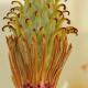 Imagen 9 de la galería de Macro Flora 02