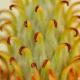 Imagen 8 de la galería de Macro Flora 02