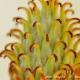 Imagen 4 de la galería de Macro Flora 02